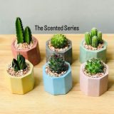 Planter Pot