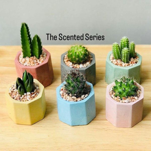 Planter Pot